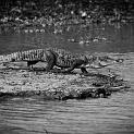 IMG_6658