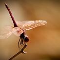 IMG_7264