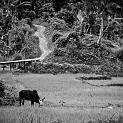IMG_5071