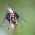 IMG_5511