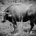 IMG_0203-1-3